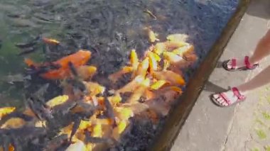Göldeki akvaryum balığını beslemek, göletteki bir grup güzel balık. Koi balığı besliyorum.