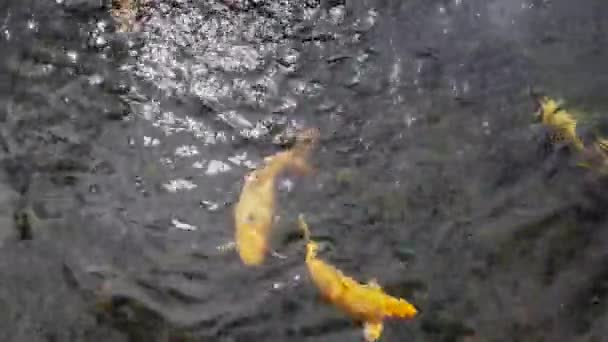 Alimentar peces koi. Pez dorado en un estanque, un grupo de hermosos peces dorados en un estanque . — Vídeo de stock