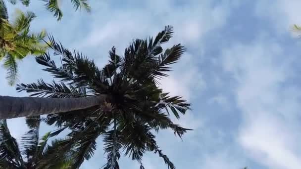 棕榈树对着天空，热带植物对着天空。高高的棕榈树映衬着天空 — 图库视频影像