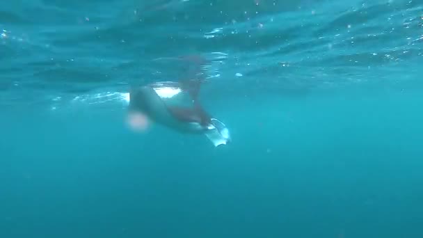 Batoidea nada debaixo d 'água, arraia debaixo d' água em bela água azul — Vídeo de Stock
