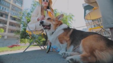 Güzel Corgi yakın plan. Galli Corgi yakın plan. Corgi ev sahibesinin ayaklarının dibinde oturuyor..