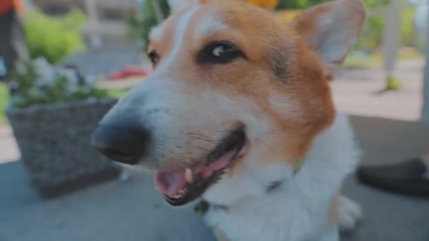 Πορτραίτο ενός κόργκι. Welsh Corgi close-up — Αρχείο Βίντεο