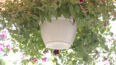 Petunya bir saksının içinde. Petunya tencerede. Tencerede güzel bir petunya.