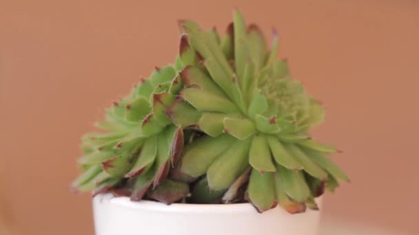 Petunia en la olla. Hermosa petunia en una olla. Petunia en una maceta — Vídeo de stock