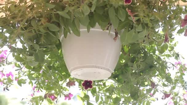 Η Πετούνια στην κατσαρόλα. Όμορφη πετούνια σε μια κατσαρόλα. Πετούνια σε γλάστρα — Αρχείο Βίντεο