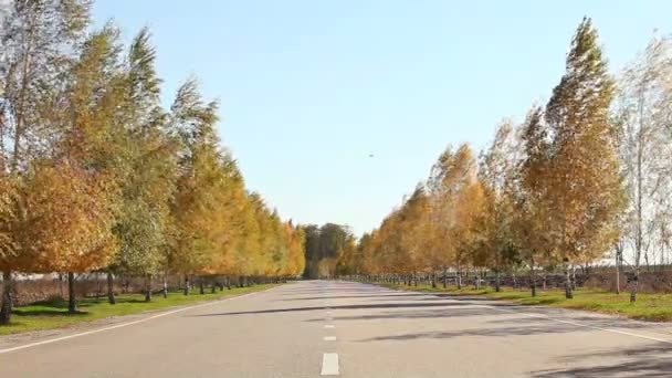 Árboles amarillentos a lo largo del camino. Árboles con follaje amarillento. árboles de otoño con hojas amarillas. — Vídeos de Stock