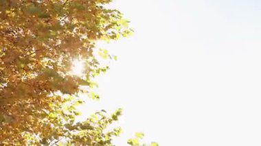 Rüzgarda sallanan sarı yapraklar. Sonbahar yaprakları güneşe karşı rüzgardan sallanıyor.