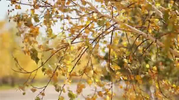 Follaje amarillo ondeando en el viento. El otoño se aleja del viento contra el sol — Vídeos de Stock