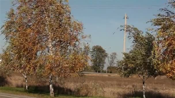 Drzewa z żółtymi liśćmi. jesienne drzewa z żółtymi liśćmi. Drzewa żółte wzdłuż drogi — Wideo stockowe