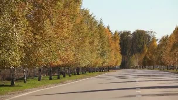 Árboles con follaje amarillento. árboles de otoño con hojas amarillas. Árboles amarillentos a lo largo del camino — Vídeos de Stock