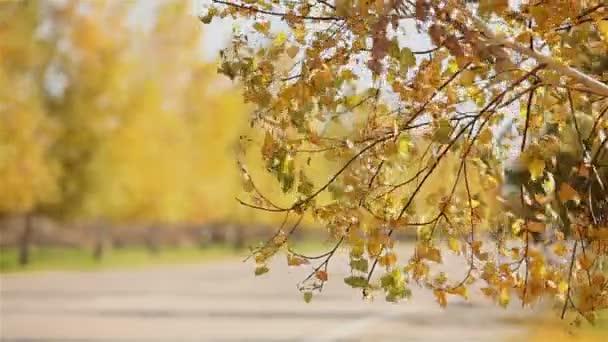 Желтые деревья вдоль дороги. Деревья с пожелтевшей листвой. осенние деревья с желтыми листьями. — стоковое видео