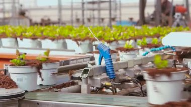 Modern bir serada taşıma hattı, otomatik taşıyıcı ile sera, taşıyıcıda saksıda çiçekler.