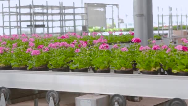 Modern greenhouse with conveyor line. Automated modern greenhouse — Stock Video