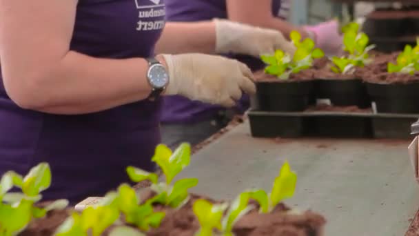 近代的な温室内のコンベア。人々はコンベア上のポットに植物を植えました。手袋をはめた手の植物プランテーションクローズアップ — ストック動画