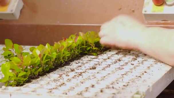 Las personas plantaron plantas en macetas en el transportador, las plantas plantaron las manos de cerca. Transportador en el invernadero — Vídeo de stock