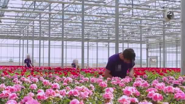 La gente cuida las plantas en un gran invernadero. La gente trabaja en el invernadero. flujo de trabajo en un invernadero moderno — Vídeo de stock