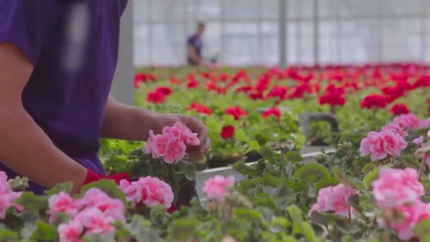 In einem großen Gewächshaus werden Pflanzen gepflegt. Die Menschen arbeiten im Gewächshaus. Arbeitsablauf in einem modernen Gewächshaus — Stockvideo