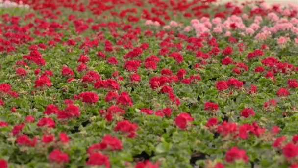 Blommande geranium i ett stort modernt växthus. Geranium blommar närbild. Blommande pelargoner i krukor. Många blommande pelargoner. — Stockvideo