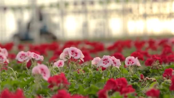 Geranium bloeit van dichtbij. Bloeiende bloemen in een grote moderne kas. Bloeiende geraniums in potten. Veel bloeiende bloemen. — Stockvideo