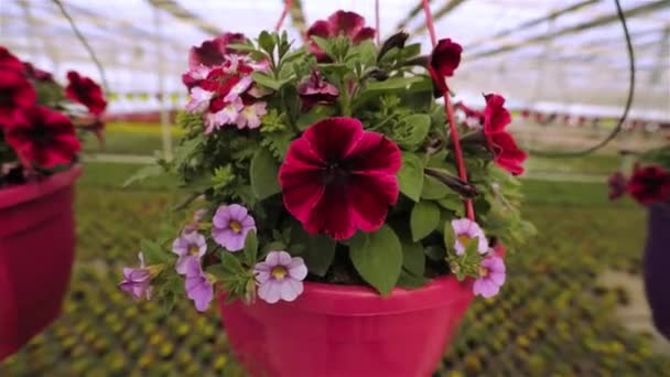Petunia floreciente de cerca, petunia en una olla, petunia floreciente rosa en una olla de cerca — Vídeo de stock