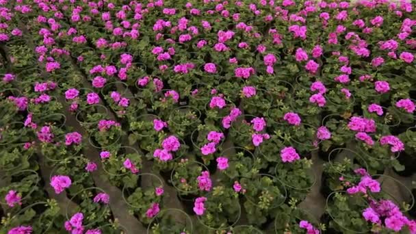 Velký moderní skleník s kvetoucími květy, moderní teplo pro pěstování květin, mnoho kvetoucích květin — Stock video