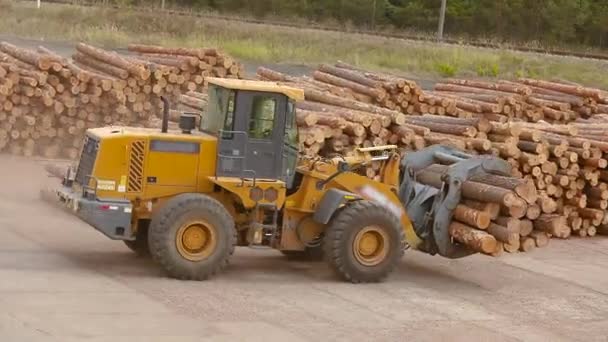 Vervoer van boomstammen, Bulldozer met boomstammen, Bulldozer met boomstammen in een zagerij — Stockvideo