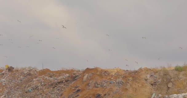 Ptáci přeletěj nad smetištěm. znečištění životního prostředí — Stock video