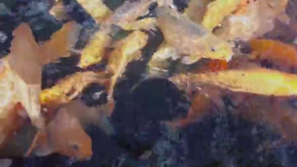 Alimentando peixinho dourado em um close-up lagoa, um grupo de belo peixinho dourado em uma lagoa. Alimentação de peixes koi — Vídeo de Stock