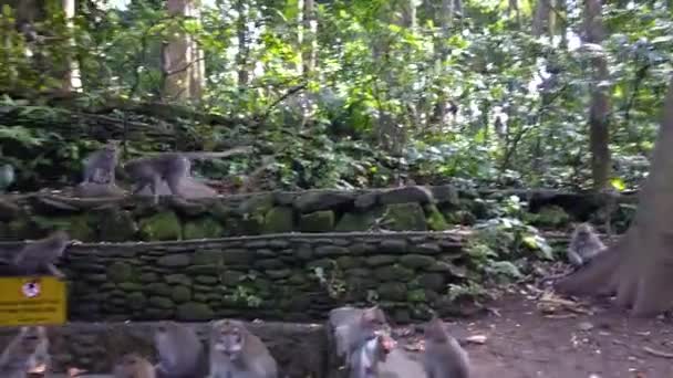 Macacos comem, macacos juram pela comida. Macaque em Bali. Pequenos macacos — Vídeo de Stock