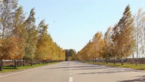 Alberi ingialliti lungo la strada. Alberi con fogliame ingiallito. alberi autunnali con foglie gialle. — Video Stock