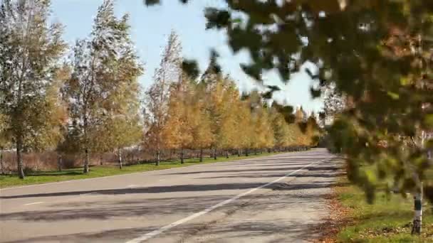 Alberi ingialliti lungo la strada. Alberi con fogliame ingiallito. alberi autunnali con foglie gialle. — Video Stock