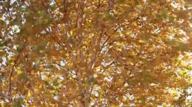 Sonbahar yaprakları güneşe karşı rüzgardan sallanıyor. Rüzgarda sallanan sarı yapraklar.