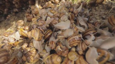 Çiftlikte bir sürü salyangoz var. Salyangoz yetiştiriyorum. Çiftlikteki salyangozlar.