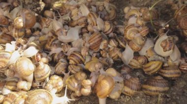 Çiftlikteki salyangozlar. Çiftlikte bir sürü salyangoz var. Büyüyen salyangozlar