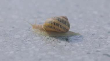 Salyangoz yakın plan. Gri arka planda salyangoz var. Helix Aspersa Yakın çekim