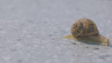 Helix Aspersa yakın çekim. Salyangoz yakın plan. Gri arkaplanda salyangoz görüntüsü.