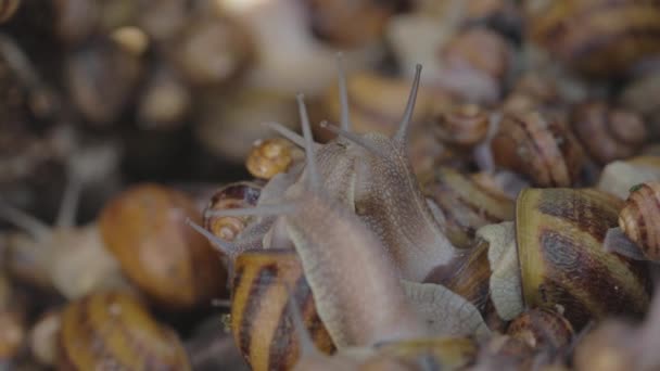 Caracoles en la granja. Hay muchos caracoles en la granja. Caracoles en crecimiento — Vídeos de Stock