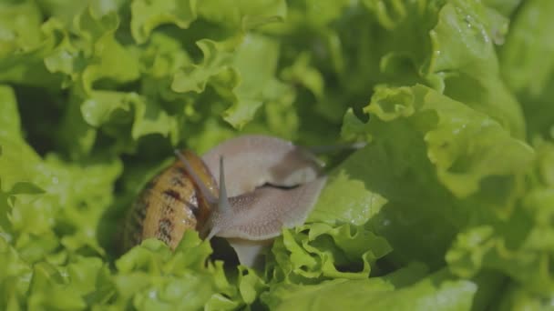 Çimlerde salyangoz var. Çimlerde güzel bir salyangoz. Yeşil arka planda salyangozlar — Stok video