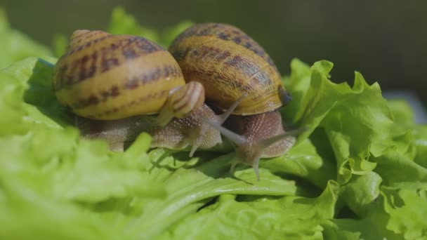 달팽이를 클로즈업합니다. 초록풀을 클로즈업해서 잡았습니다. 달팽이 농장. Helix Aspersa Maxima in vivo — 비디오