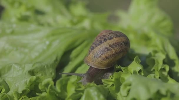 Helix Aspersa Maxima çimlere yaklaş. Helix Aspersa Muller çimenlerdeki yeşil arka planda. Salyangoz yetiştiriyorum. Salyangoz çiftliği — Stok video