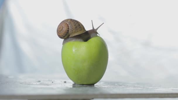 Σαλιγκάρι σε ένα κοντινό μήλο. Ένα σαλιγκάρι σέρνεται πάνω από ένα μήλο. Σαλιγκάρι σε πράσινο μήλο — Αρχείο Βίντεο