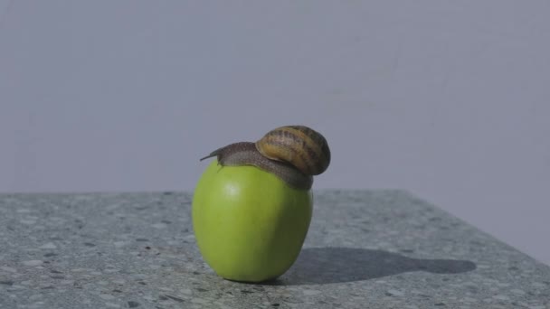 Bir salyangoz elmanın üzerinde sürünüyor. Yeşil elmalı salyangoz. Elmanın üstünde salyangoz.. — Stok video