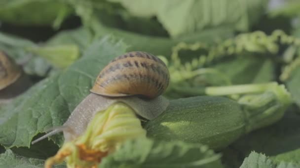 달팽이 농장. 식물성 골수를 클로즈업했어. 정원에 못 이 있어. 자연 서식지의 달팽이 — 비디오