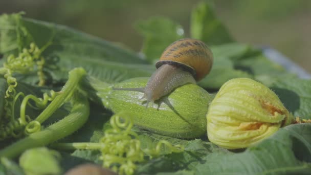 Farma ślimaków. Ślimak na zbliżeniu szpiku warzywnego. Ślimak w ogrodzie. Ślimak w środowisku naturalnym — Wideo stockowe