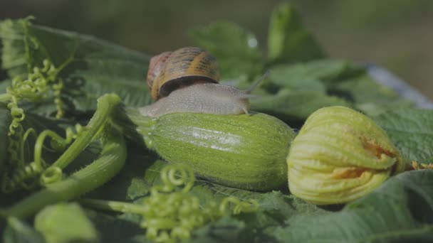 Ślimak na zbliżeniu szpiku warzywnego. Ślimak w ogrodzie. Ślimak w naturalnym środowisku. Farma ślimaków. — Wideo stockowe