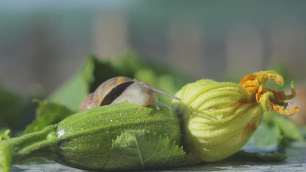 Helix Aspersa Máxima de cerca. Helix Aspersa Muller en su entorno natural. Granja de caracoles. Hermoso caracol de cerca — Vídeos de Stock