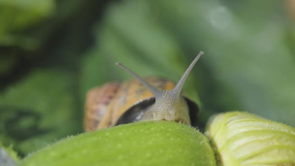 Helix Aspersa Maxima zbliżenie. Helix Aspersa Muller w swoim naturalnym środowisku. Farma ślimaków. Piękny ślimak zbliżenie — Wideo stockowe