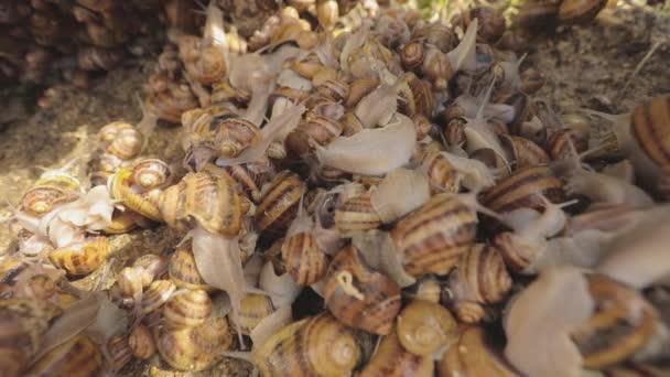밀린 채로요. 근처 농장에 달팽이가 있습니다. 식용으로 달팽이를 공업적으로 양식하는 일 — 비디오
