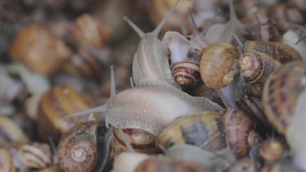 Šneci zblízka. Šneci na farmě zblízka. Průmyslové zemědělství šneků na potraviny — Stock video