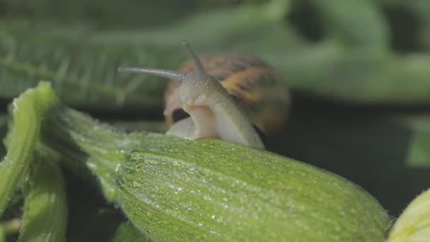 Ślimak w ogrodzie. Farma ślimaków. Ślimak na zbliżeniu szpiku warzywnego. Ślimak w środowisku naturalnym. — Wideo stockowe